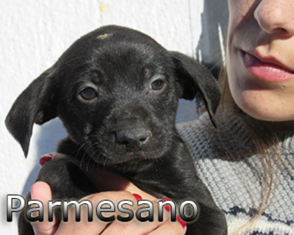 parmesano-(6)web