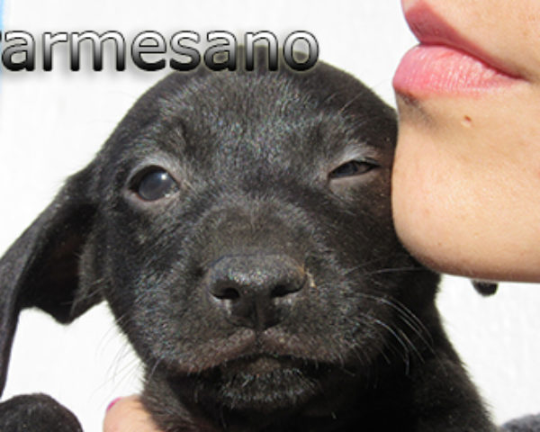 parmesano-(7)web