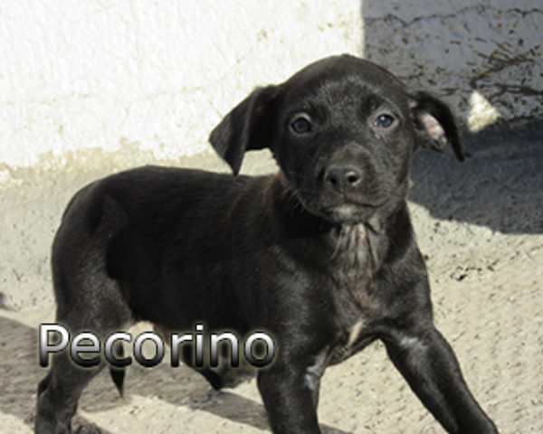 pecorino-(2)web