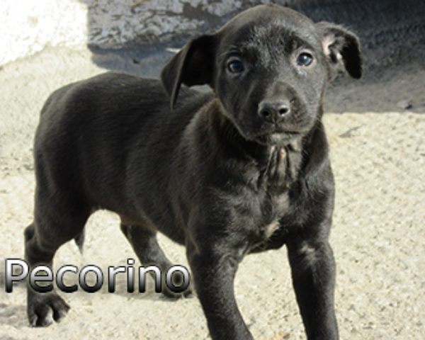 pecorino-(3)web