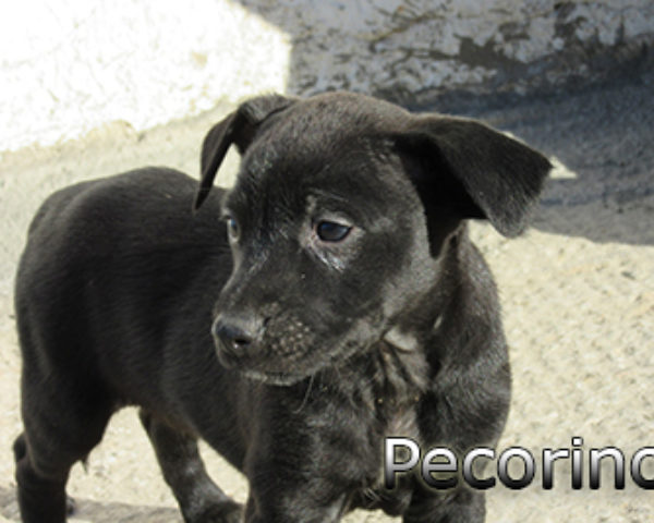 pecorino-(4)web
