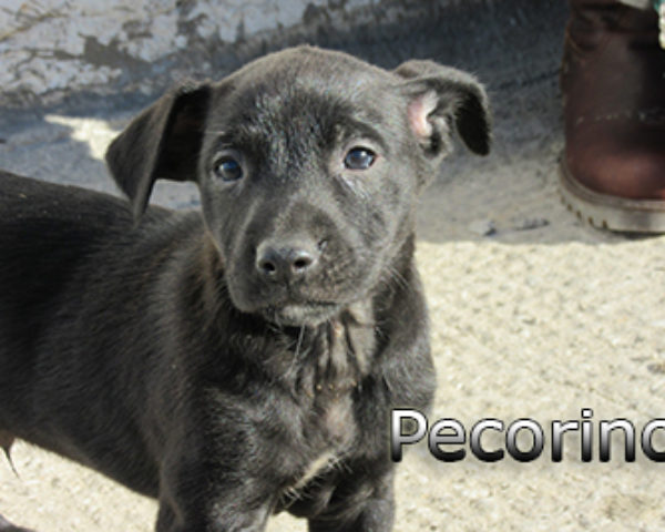 pecorino-(5)web