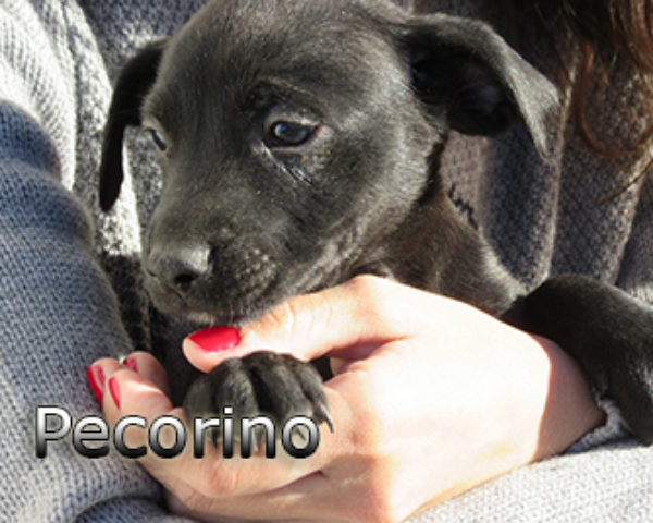 pecorino-(6)web