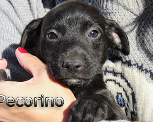 pecorino-(7)web