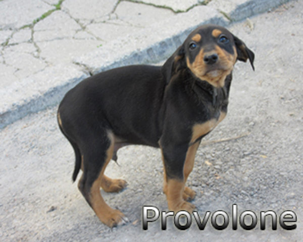 provolone-(1)web