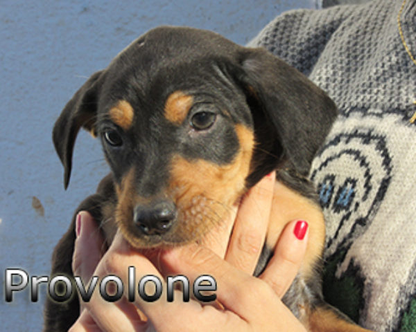 provolone-(2)web
