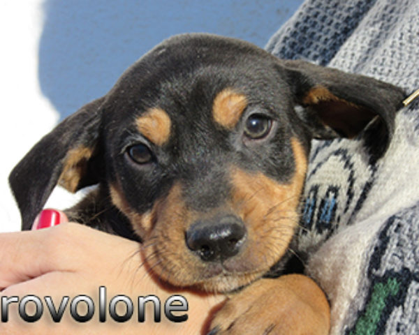 provolone-(3)web