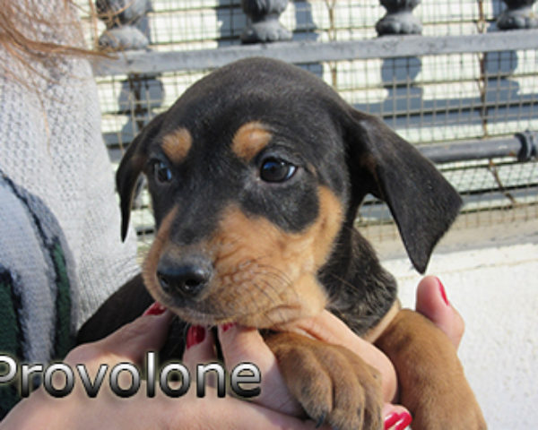 provolone-(4)web