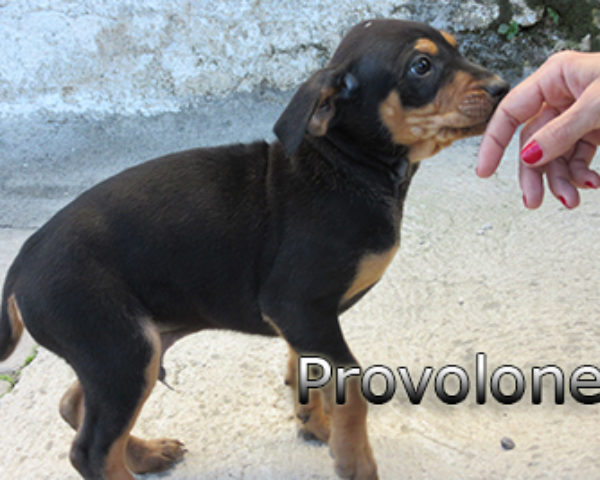 provolone-(5)web