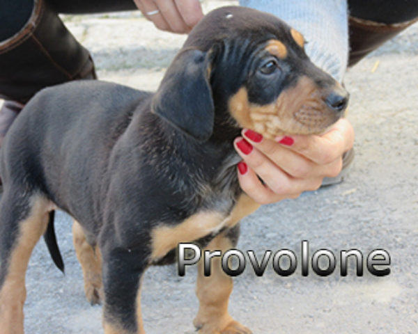 provolone-(7)web
