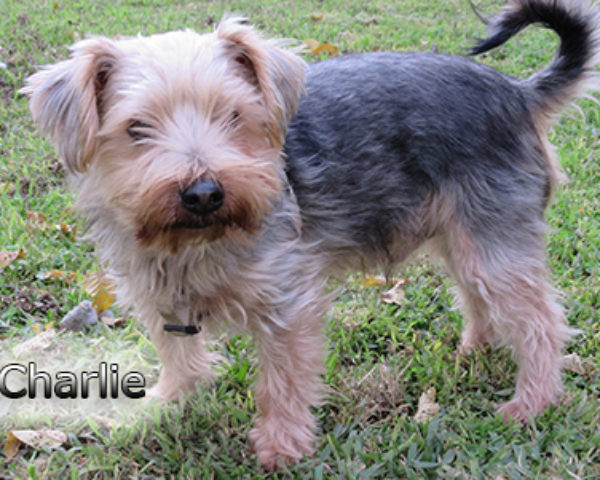 Charlie-(1)web