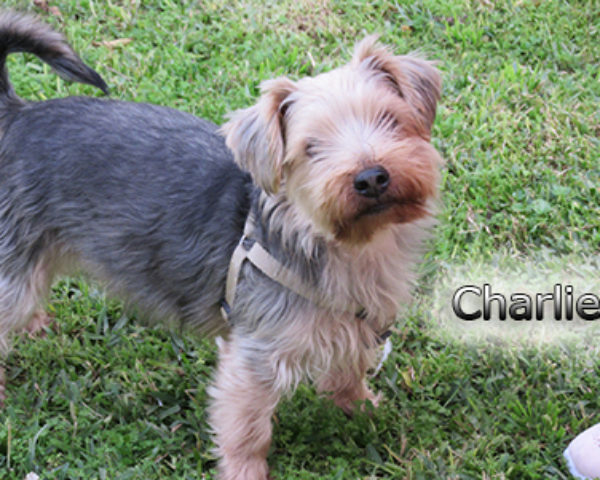 Charlie-(3)web