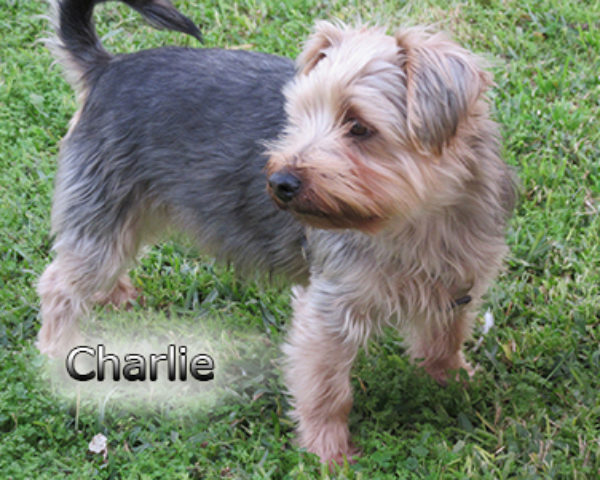 Charlie-(4)web