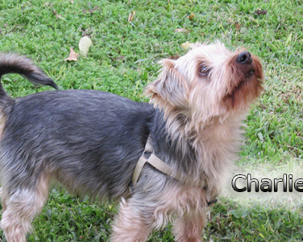 Charlie-(5)web