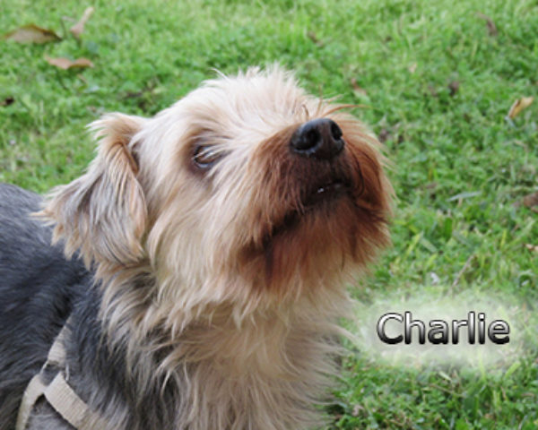 Charlie-(6)web