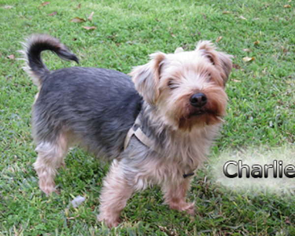 Charlie-(8)web