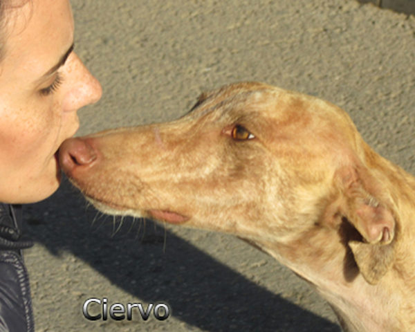 Ciervo-(6)web