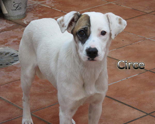 Circe-(1)web