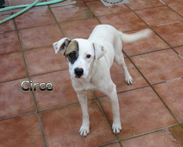 Circe-(2)web