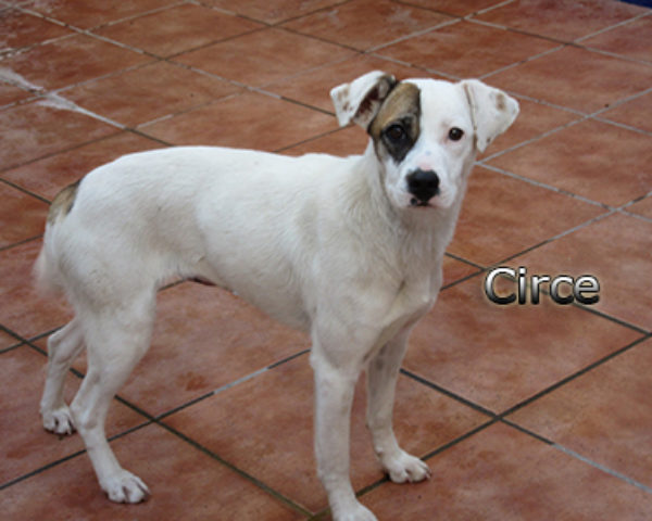 Circe-(3)web