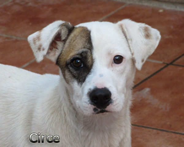 Circe-(4)web