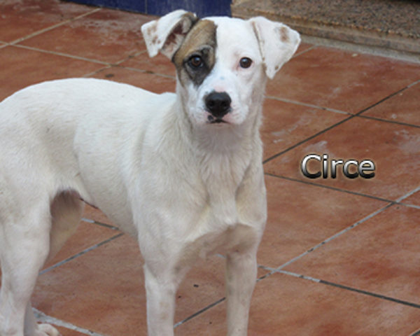 Circe-(5)web