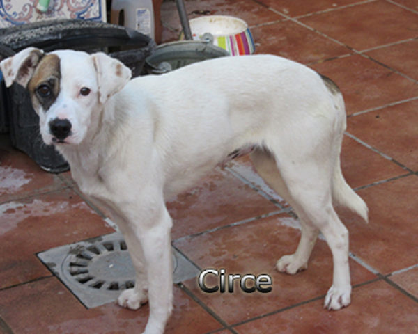 Circe-(6)web