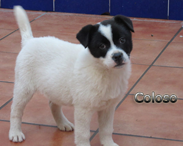 Coloso-(1)web