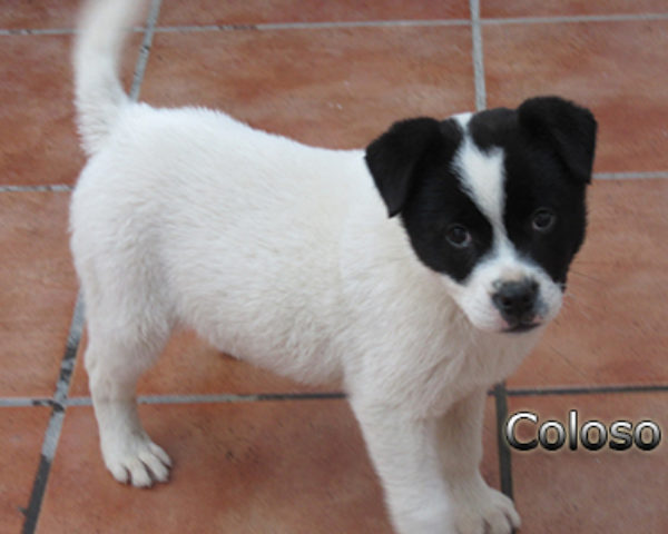 Coloso-(3)web