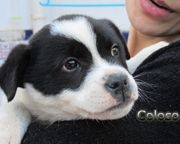 Coloso-(4)web