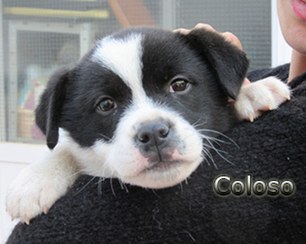 Coloso-(5)web