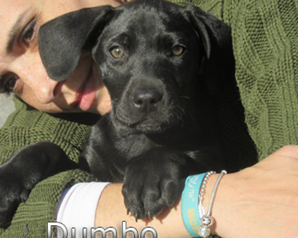 Dumbo(1)web
