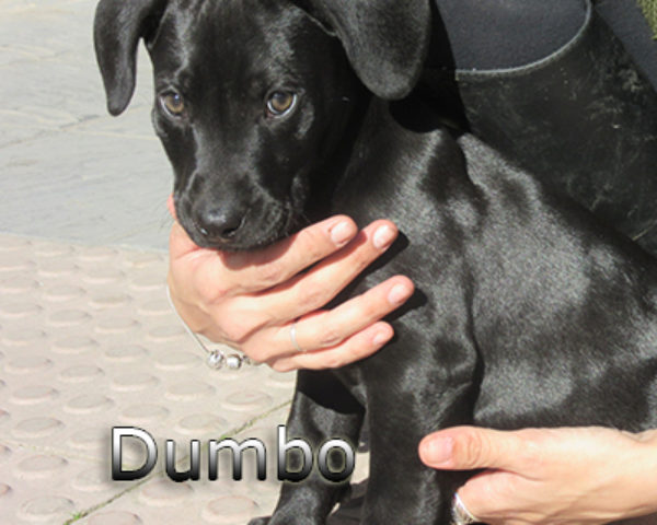 Dumbo(2)web