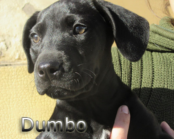 Dumbo(6)web