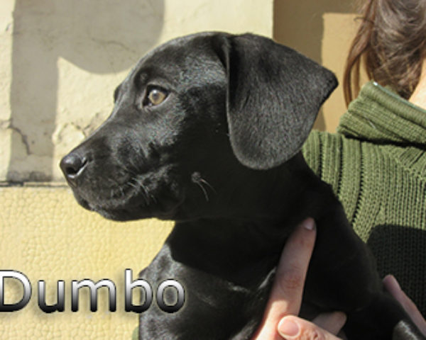 Dumbo(7)web