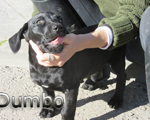 Dumbo(8)web