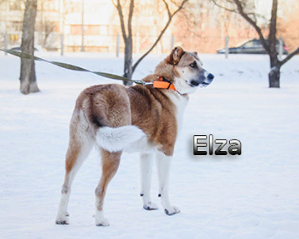 Elza8web