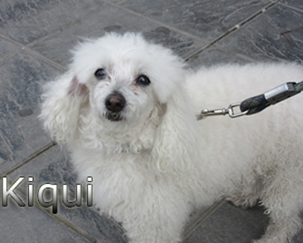 Kiqui_web (2)