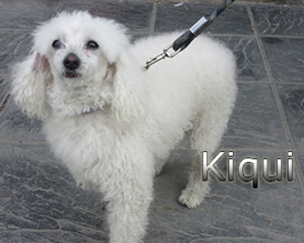 Kiqui_web (3)