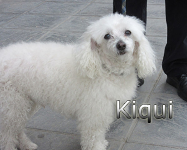Kiqui_web (6)
