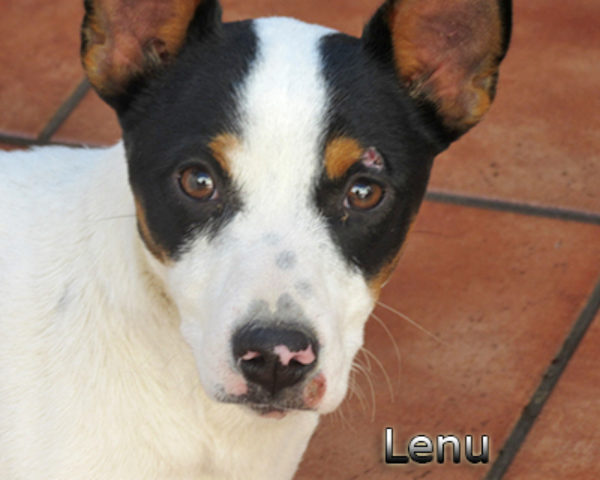 Lenu-(1)web
