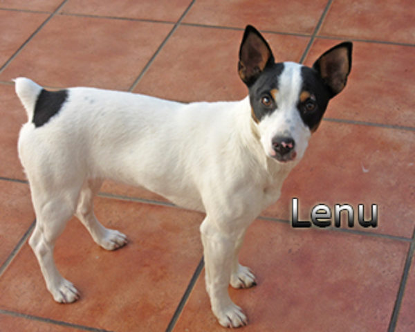 Lenu-(2)web