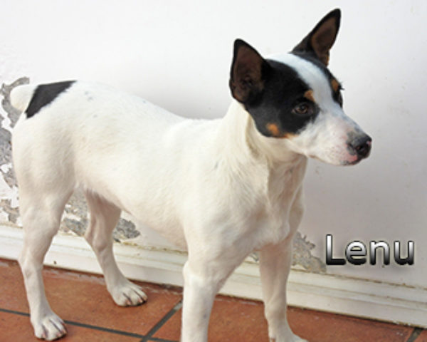 Lenu-(4)web