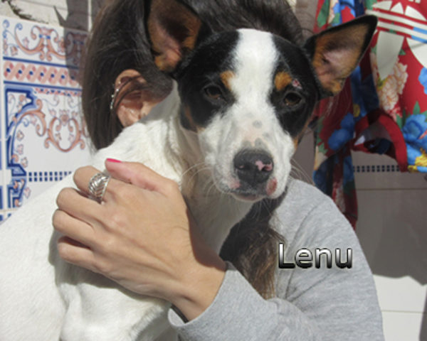 Lenu-(5)web
