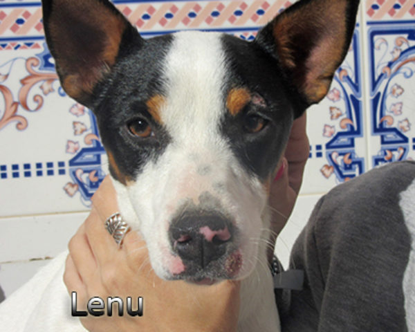 Lenu-(6)web