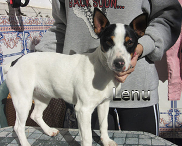 Lenu-(8)web
