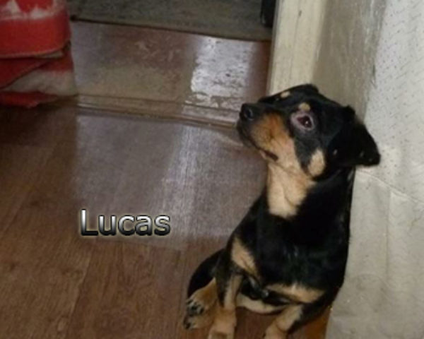 Lucas-(10)web