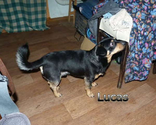 Lucas-(3)web