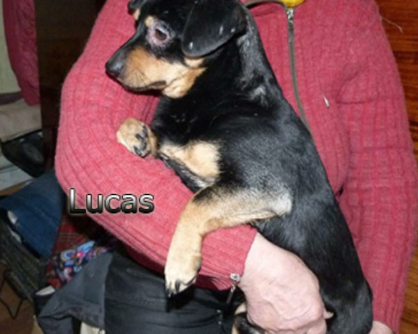 Lucas-(8)web