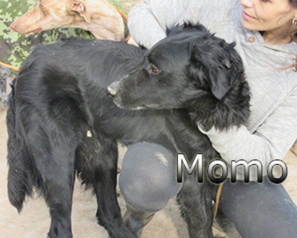 Momo-(13)web
